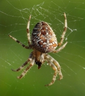 Czarny pająk z białym krzyżem na plecach. Spider-krestovik - opis, gatunek,  zdjęcia, gdzie mieszka, co żywi